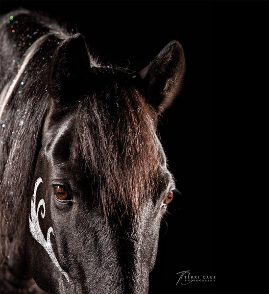 Equine Photographers Network Equine Photographers Network