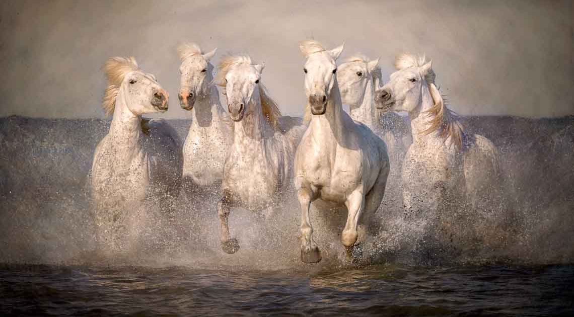Equine Photographers Network Equine Photographers Network