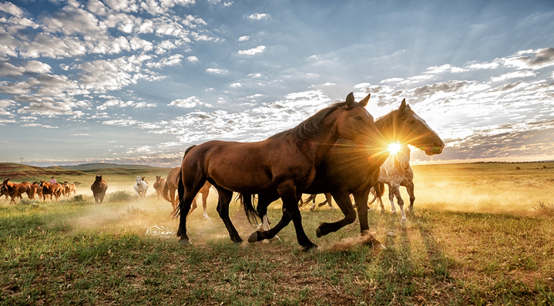 Equine Photographers Network Equine Photographers Network