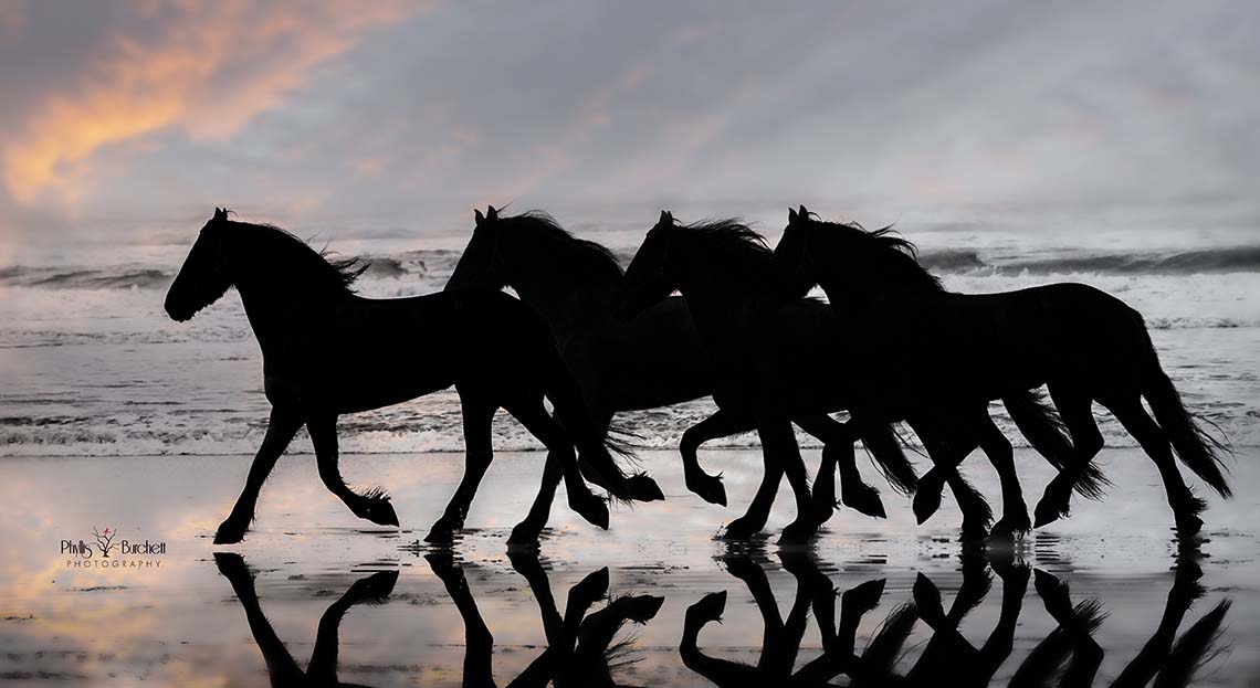 Follow on Social Media Equine Photographers Network