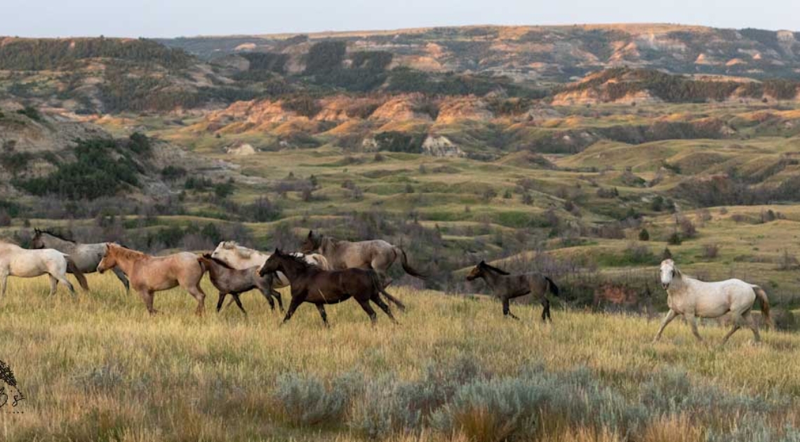 Equine Photographers Network Equine Photographers Network