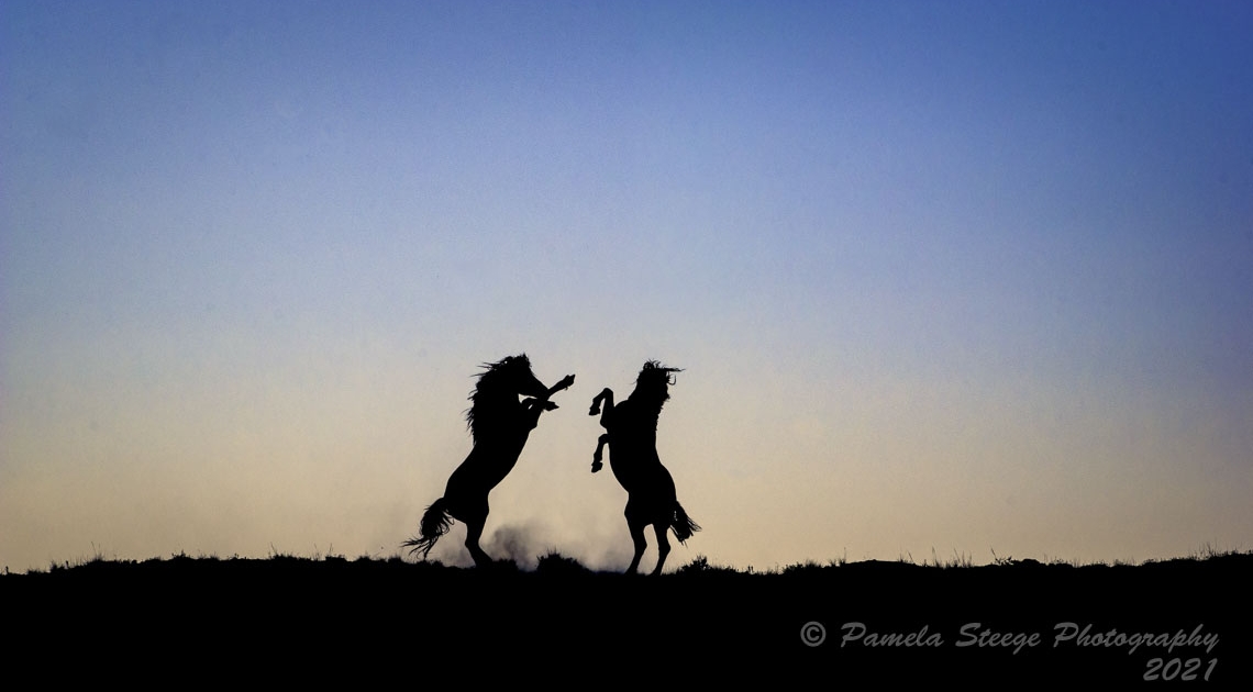 Equine Photographers Network Equine Photographers Network