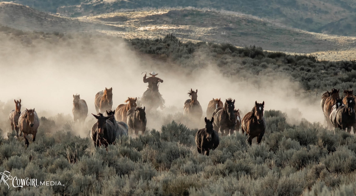 Equine Photographers Network Equine Photographers Network