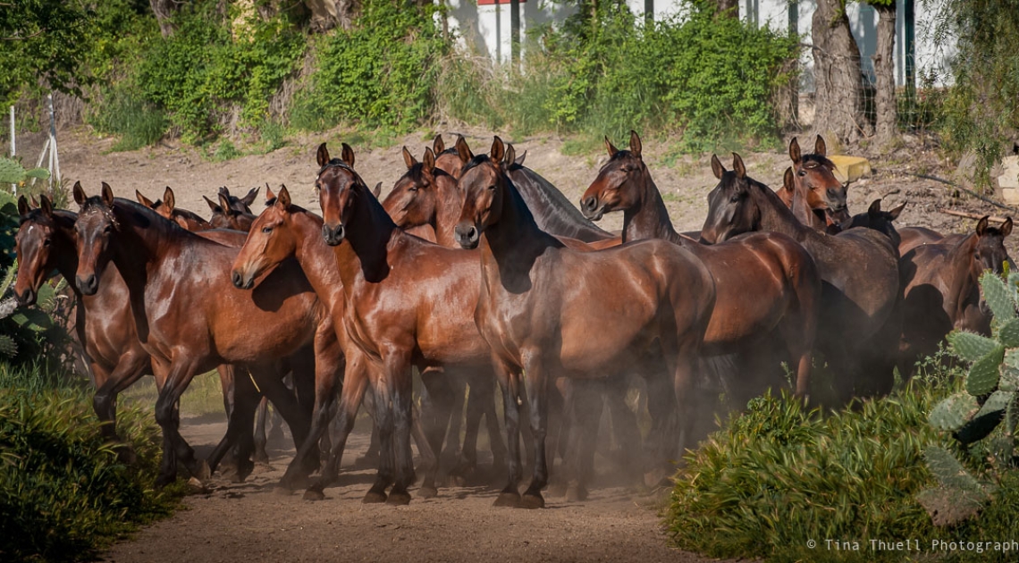 Equine Photographers Network Equine Photographers Network