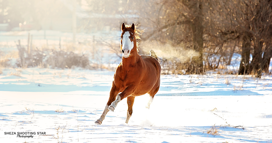 Equine Photographers Network Equine Photographers Network