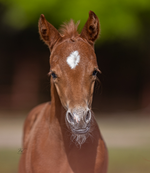 Sissy and foal