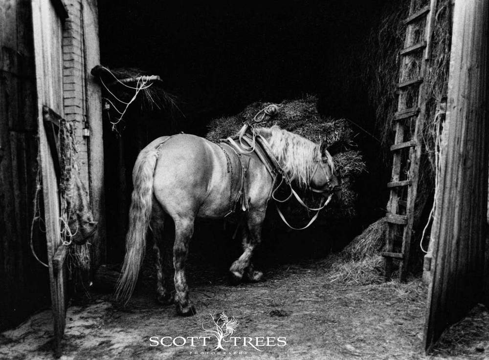 Equine Photographers Network Equine Photographers Network