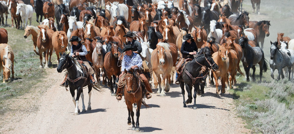 Sombrero Ranch Horse Drive