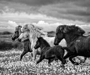 March of the Mares