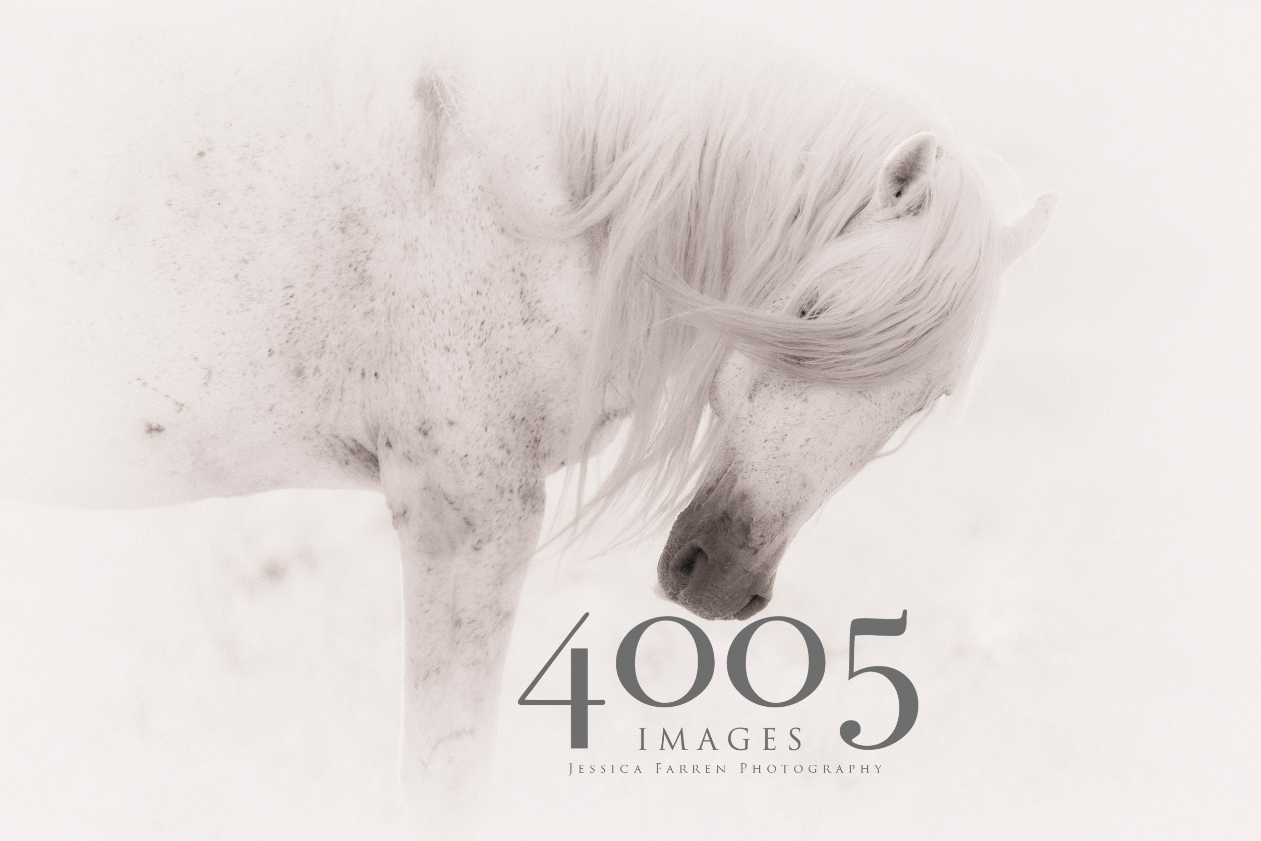 Wild Horse Fine Art Prints