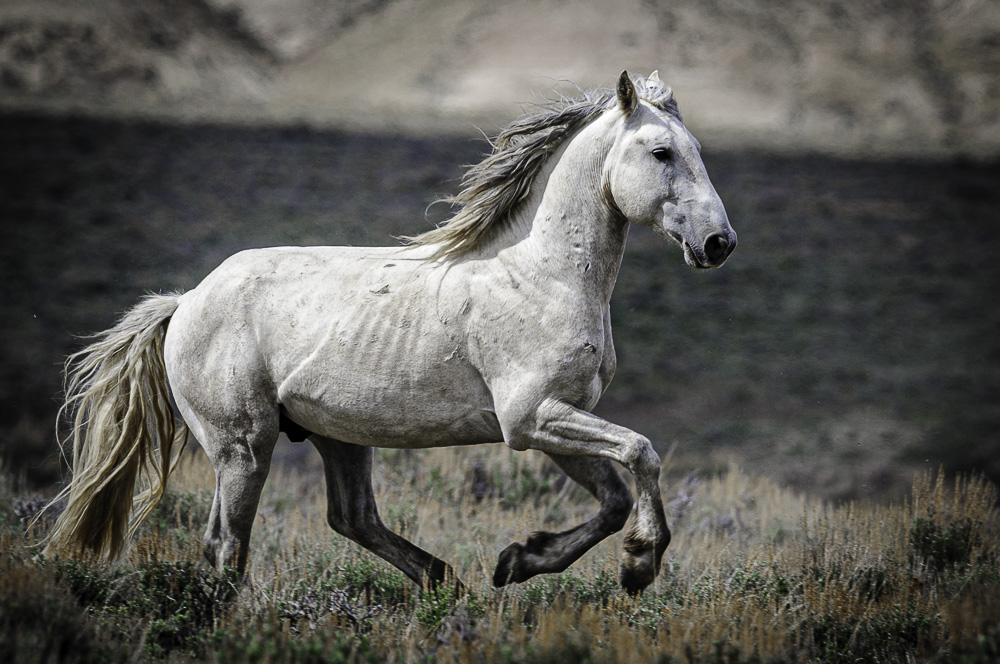 Wildhorse Photography Weekend