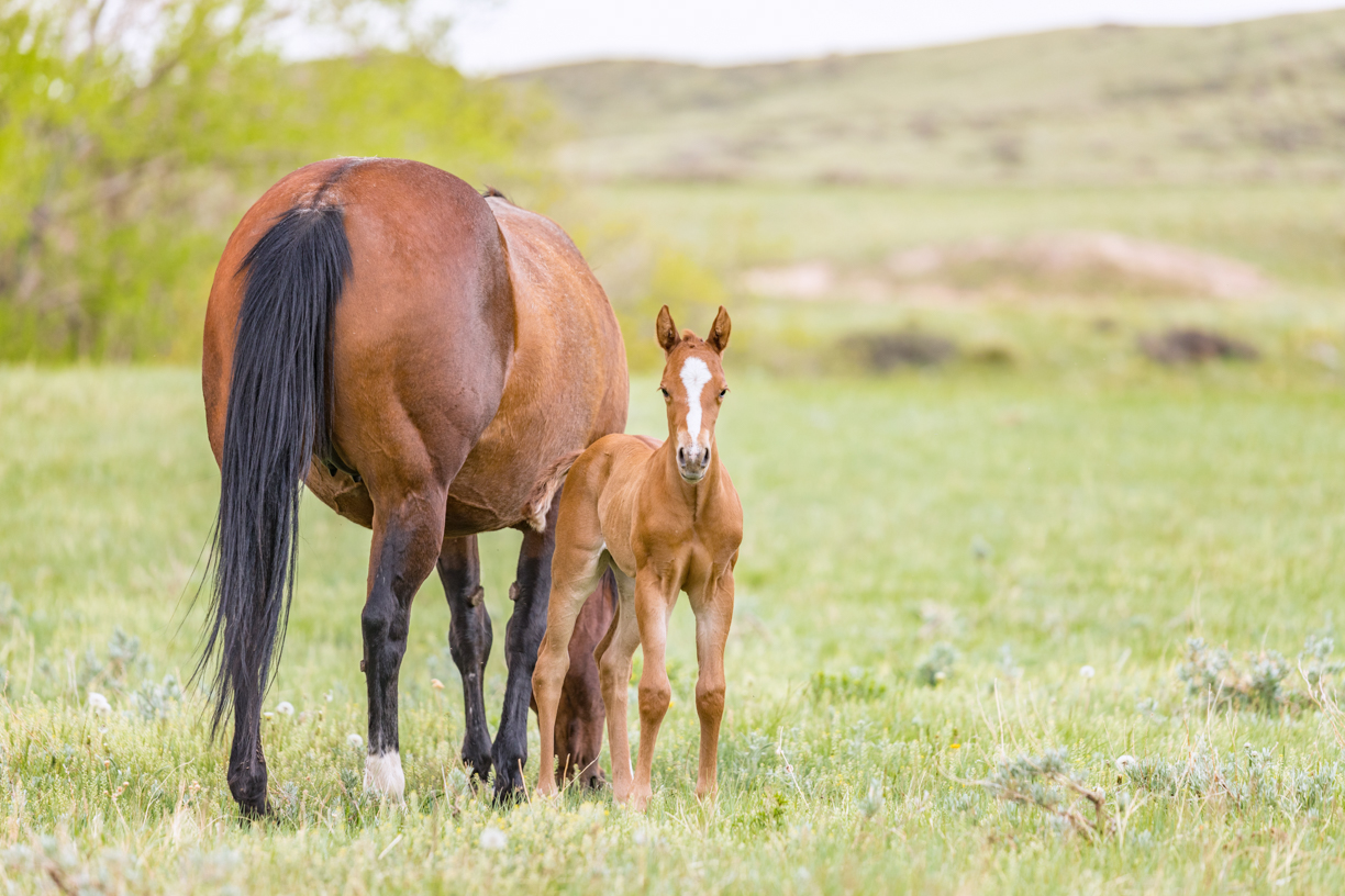2023 Foals Calendar