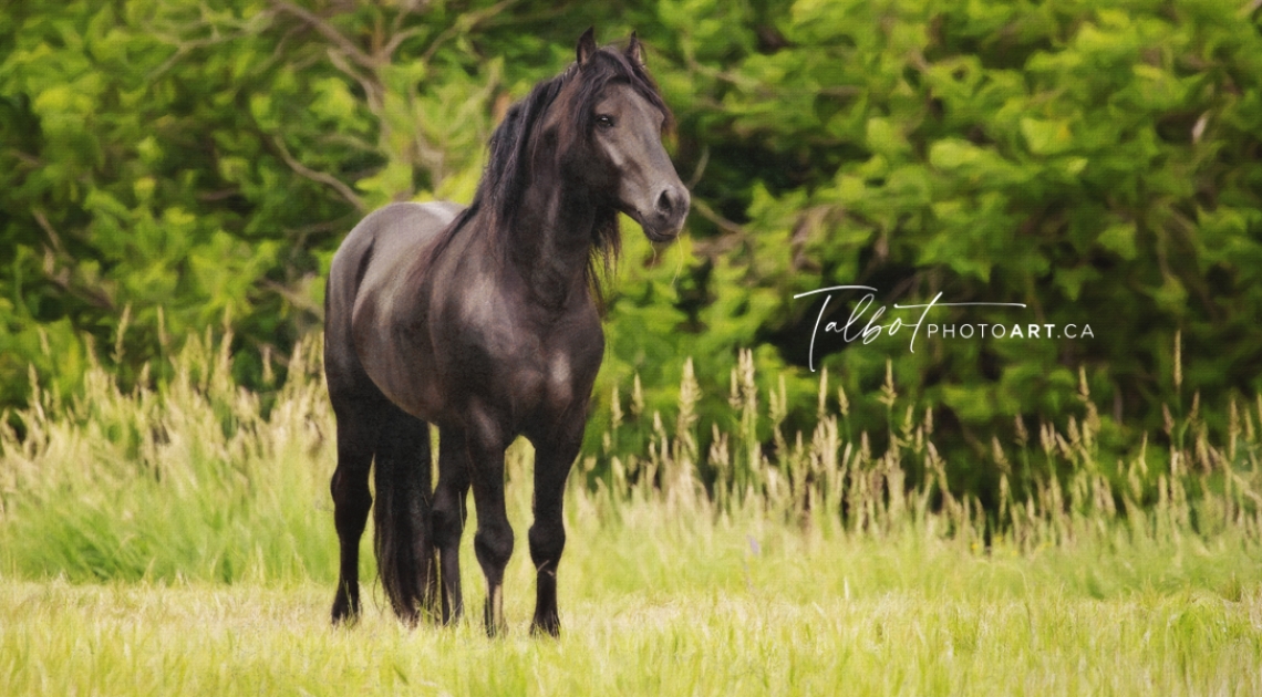 Equine Photographers Network Equine Photographers Network