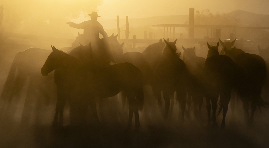 Equine Photographers Network Equine Photographers Network