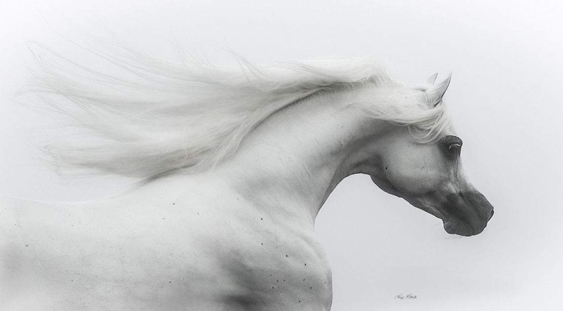 Equine Photographers Network Equine Photographers Network