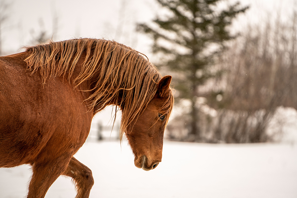 Equine and animal art