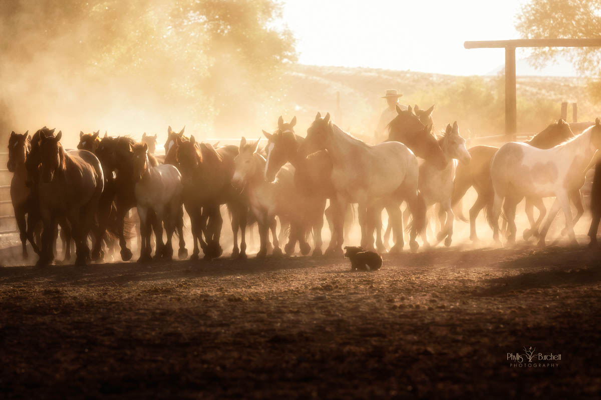 CWC COTTONWOOD RANCH PHOTOGRAPHY EXPERIENCE