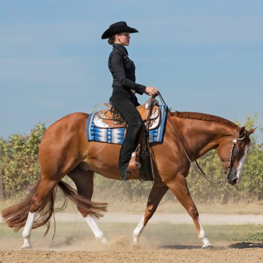 Photographing the Western Stock Horse: - Equine Photographers Network