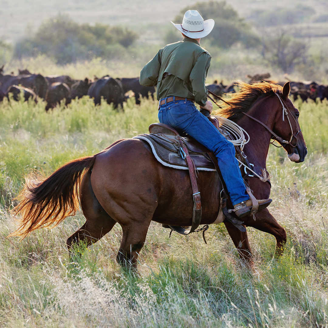 Photographing the Western Stock Horse Equine Photographers Network