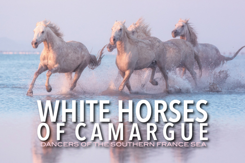 White Horses of Camargue Photography Workshop