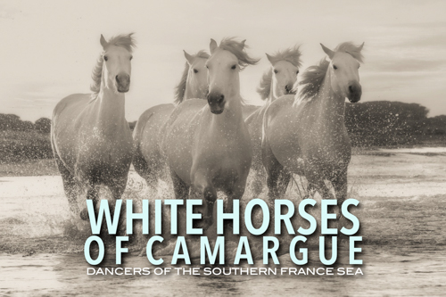 White Horses of Camargue Photography Workshop