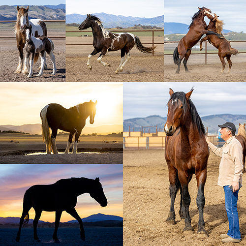 The Pegasus Equine Photography Workshop