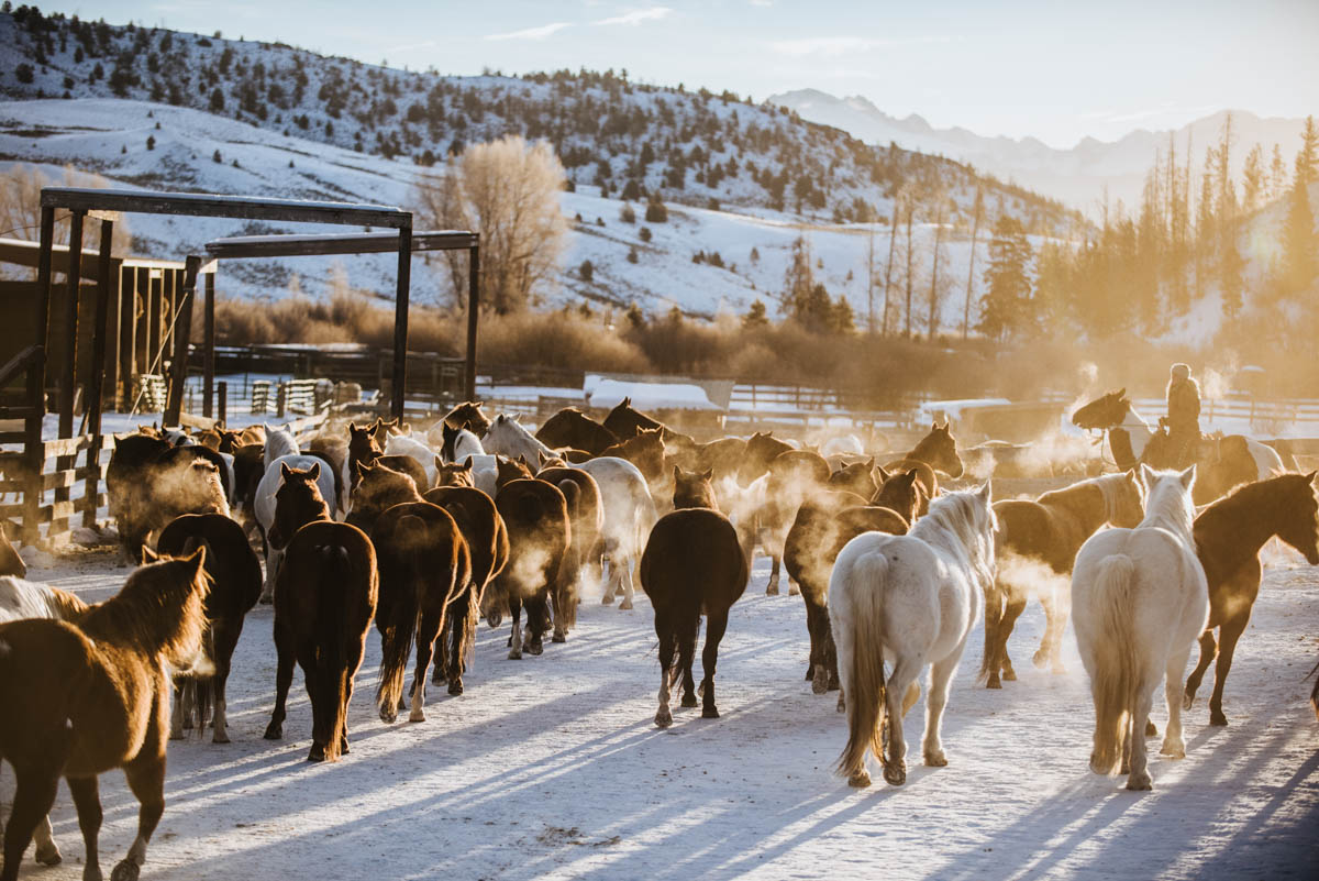 Horses in the Snow Winter Photographer's Getaway