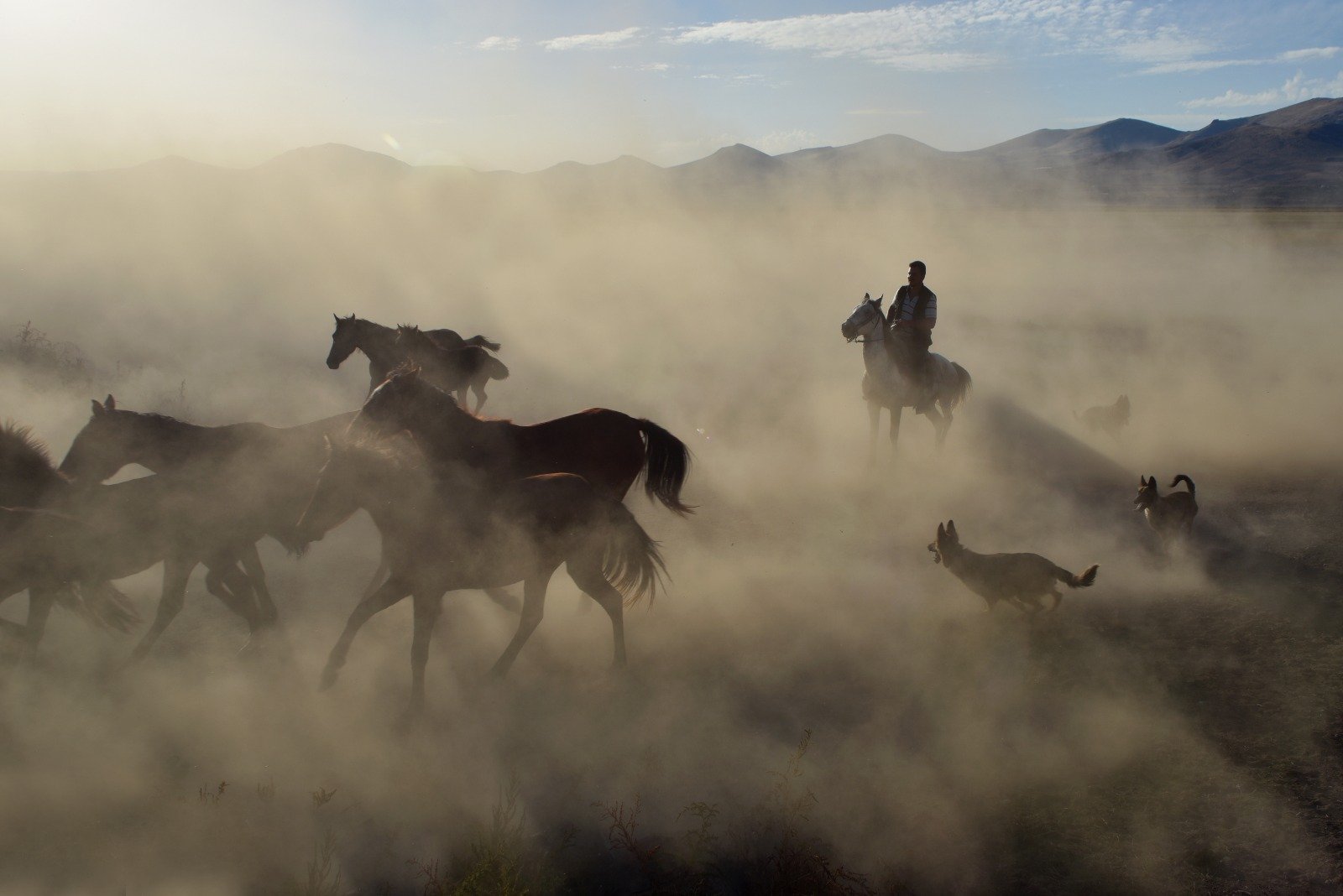 Wild Horses of Cappadocia, Turkey