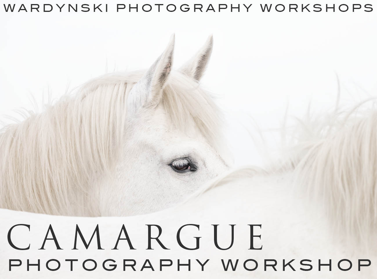 The White Horses of Camargue
