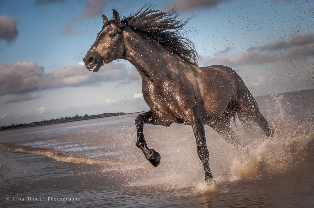Profile Equine Photographers Network