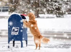 Murphy-mailbox-xmas-sml