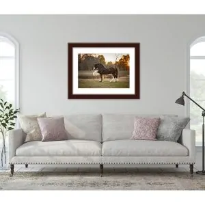 Equine Photography