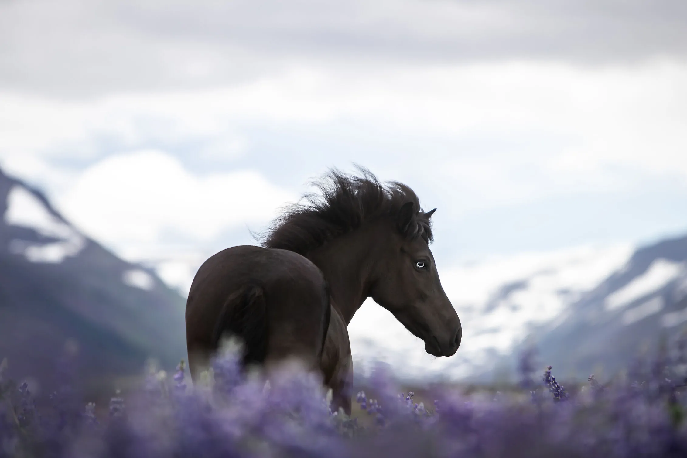 Iceland Equine Photography Workshop