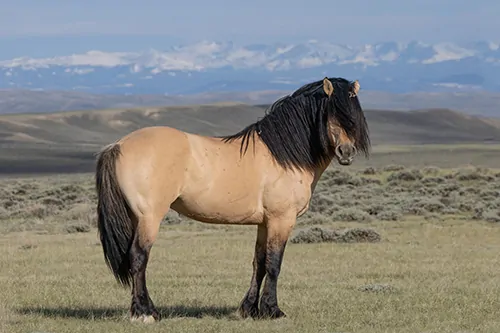  Fine Art Prints and Gifts