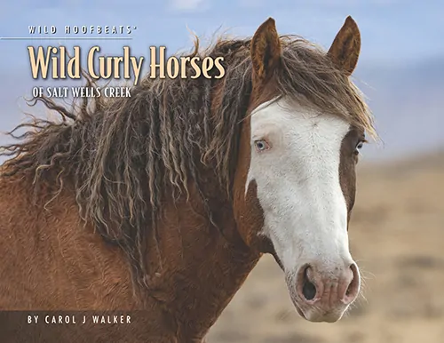  2026 Wild Curly Horse Calendar
