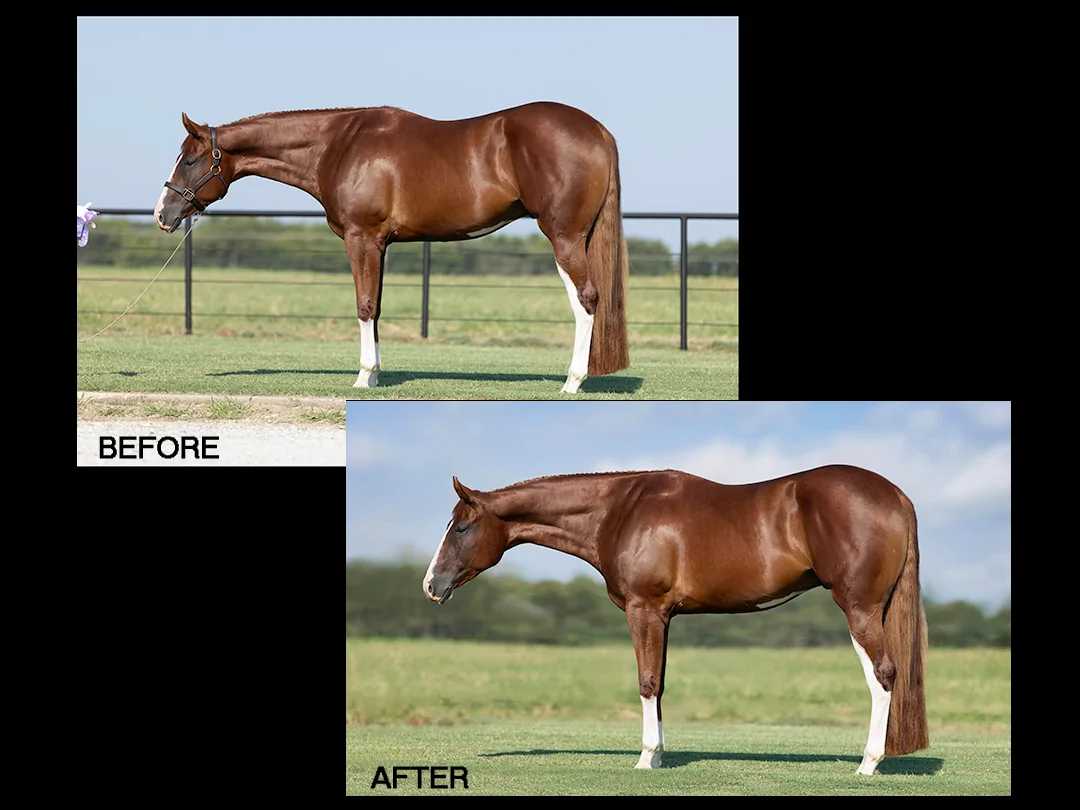 Photo Editing for Equine Photographers