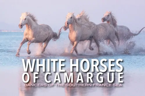 White Horses of Camargue