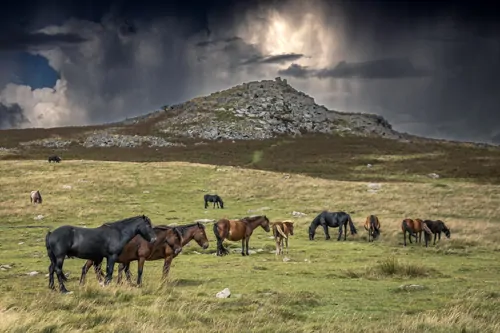 Unique 1 to 1 Dartmoor Horse Photography Experience