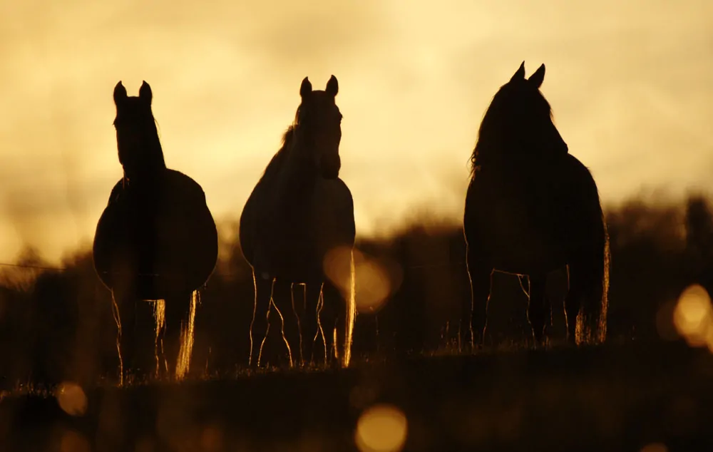 Fall in the Carolina Foothills Workshop