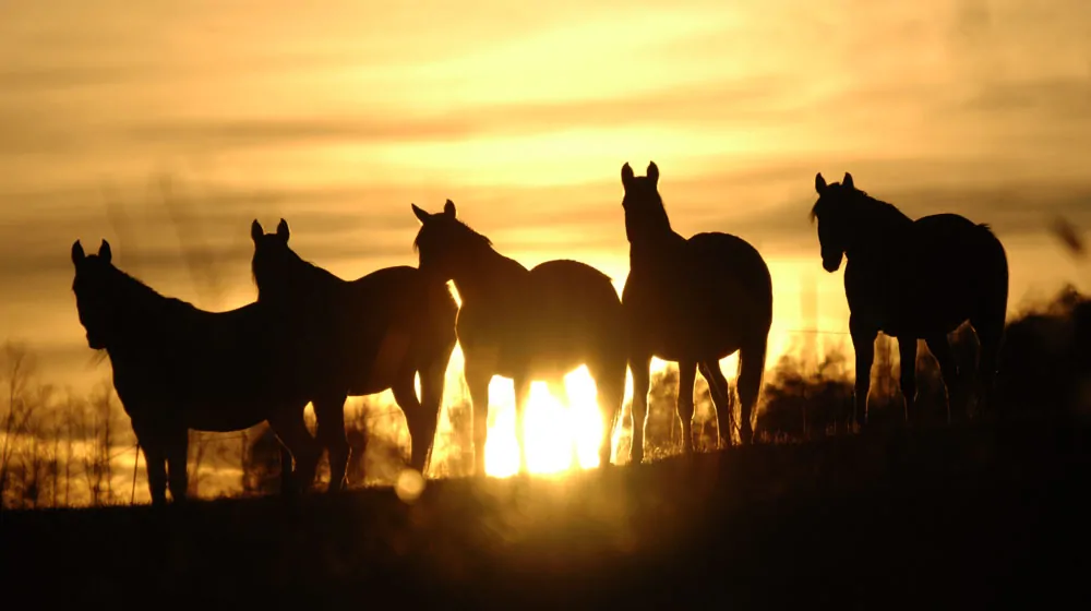 Fall in the Carolina Foothills