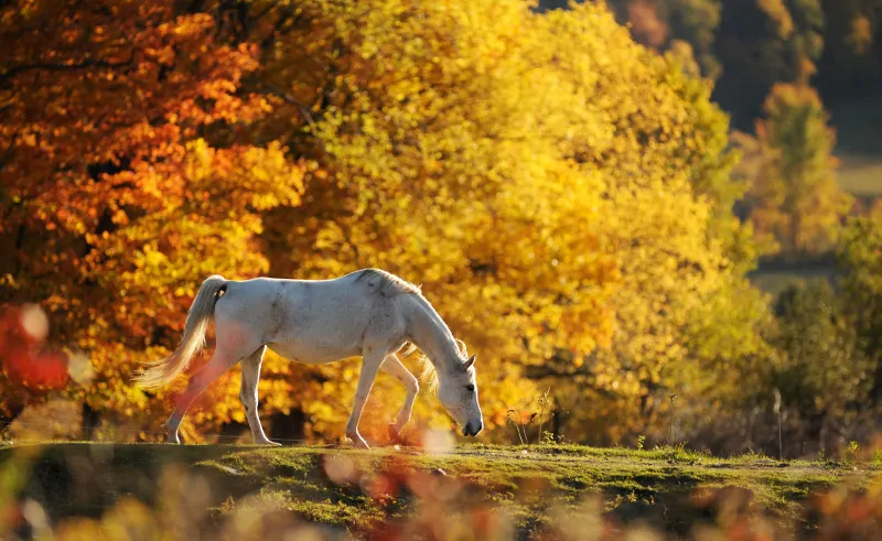 Fall in the Carolina Foothills Workshop